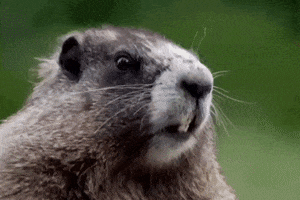 Otter Eating GIF by Instituto Butantan Oficial