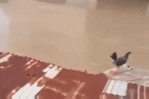 Wilson Lo Siento GIF