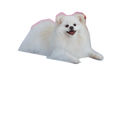 pet na tigela Sticker