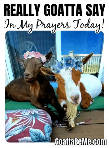 Pets Thoughts And Prayers GIF by Goatta Be Me Goats! Adventures of Pumpkin, Cookie and Java!