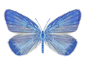 Illustration Butterfly Sticker