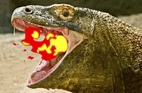 Komodo-dragon GIFs - Get the best GIF on GIPHY