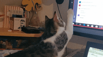 Cat GIF