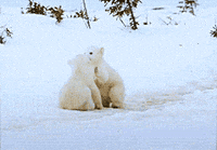Mo-vaughn-mr-polar-bear GIFs - Get the best GIF on GIPHY