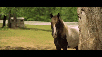 polyvinylrecords hello horse tree forest GIF
