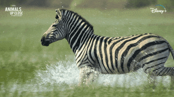 Nat Geo Splash GIF by National Geographic Channel