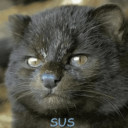 Sus GIF