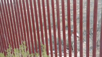 Video gif. Man approaches red border wall composed of tall vertical bars, drops his backpack, and proceeds to climb up and over the wall easily. He begins walking away, then goes back around the edge of the wall to retrieve his pack.