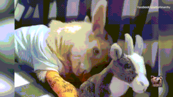 Goats Baby Goat GIF Goats Baby Goat GIF
