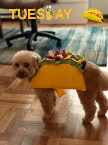 Tuesday GIF