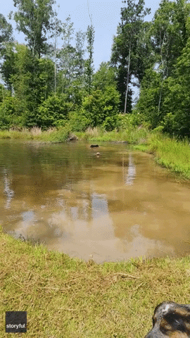 Dogs Swimming GIF by Storyful