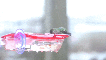 Humming Bird GIF