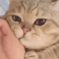 Cat GIF
