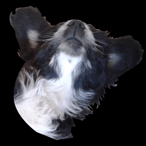 Dog Morir GIF by heyencadaetapa