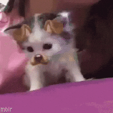 Kitten Yawning GIF