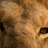 Lion GIFs - Get the best GIF on GIPHY Lion GIFs - Get the best GIF on GIPHY