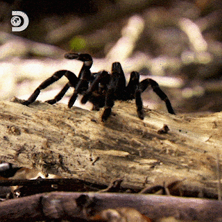 Halloween Fear GIF by Discovery Europe