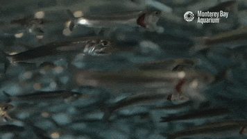 To The Right Swimming GIF by Monterey Bay Aquarium