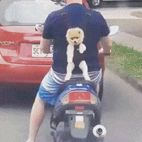 dog motorcycle GIF