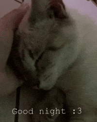 Cat Heart Gifs Get The Best Gif On Giphy Cat Heart Gifs Get The Best Gif On Giphy
