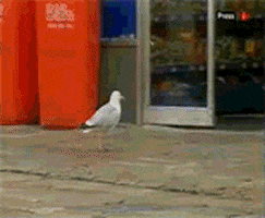 bird leaving GIF