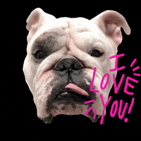 I Love You Dog GIF by bulldogclub