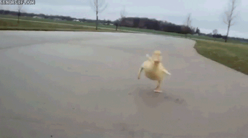 Duck GIFs - Get the best GIF on GIPHY