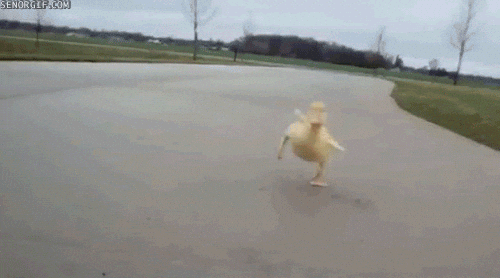 giphy.gif?cid=790b7611ab8c5c0a0355b7c875