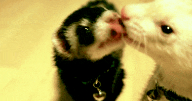 ferret kissing GIF