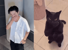 Black Cat Jay GIF