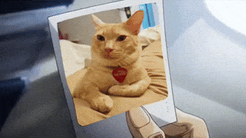 Jojos Bizarre Adventure GIF