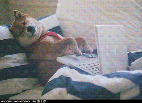 Work from home Shiba
