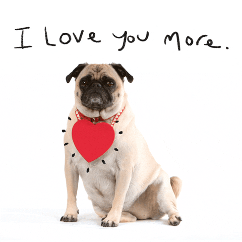 Video gif. A pug with a big heart hung around its neck sits with its back paw splayed out. The dog licks its lips nonchalantly. Text, “I love you more.” Close up of the dog's face as it blankly stares at us. Two drawings of air puffs shoot up behind it that are shaped like hearts. 