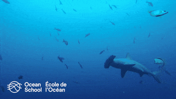 oceanschoolnow ocean sea shark tropical GIF
