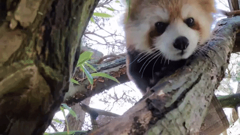 Baby Red Panda Gifs Get The Best Gif On Giphy
