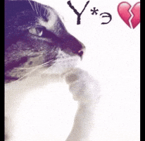 Thinking Cat GIF