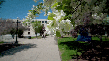 spring blooming GIF by Creighton University