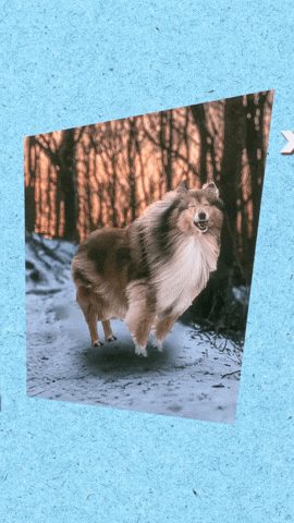 Good Boy Dog GIF