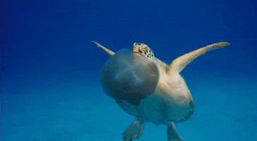 Marine Life Turtle GIF by Oceana