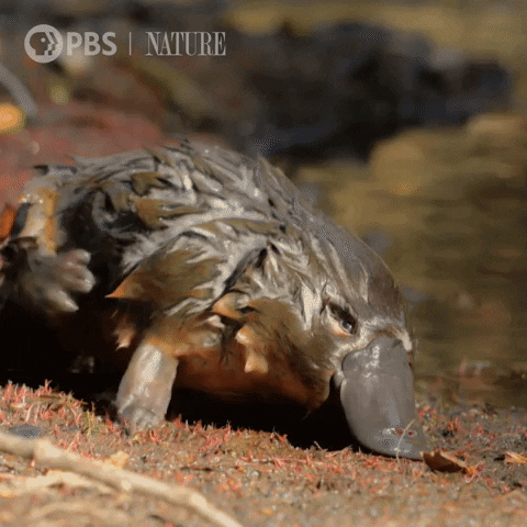 Baby Scratching GIF by Nature on PBS