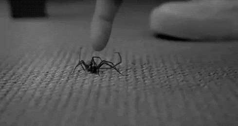 Каких насекомых ты боишься