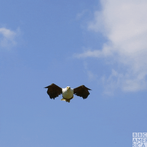 Animation-of-bird-flying GIFs - Get the best GIF on GIPHY