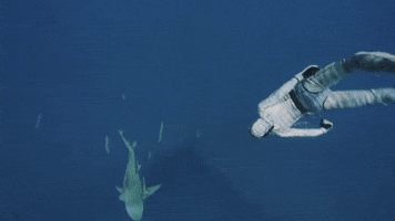 Discovery Go GIF by Shark Week