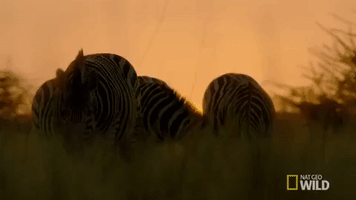 nat geo wild zebras GIF by Savage Kingdom