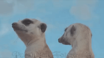 poesiaemfotografiadeby  GIF