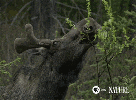 Moose GIF by ThirteenWNET