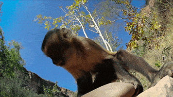 GIF by PBS