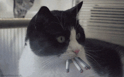 Giphy - cat smoking GIF by sheepfilms