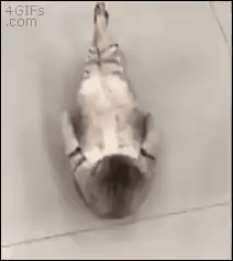 sergeylapushkin  GIF