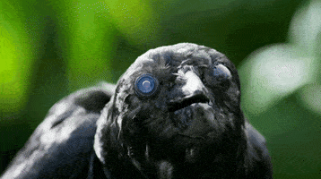 Wild Animals Birds Arent Real GIF by PBS
